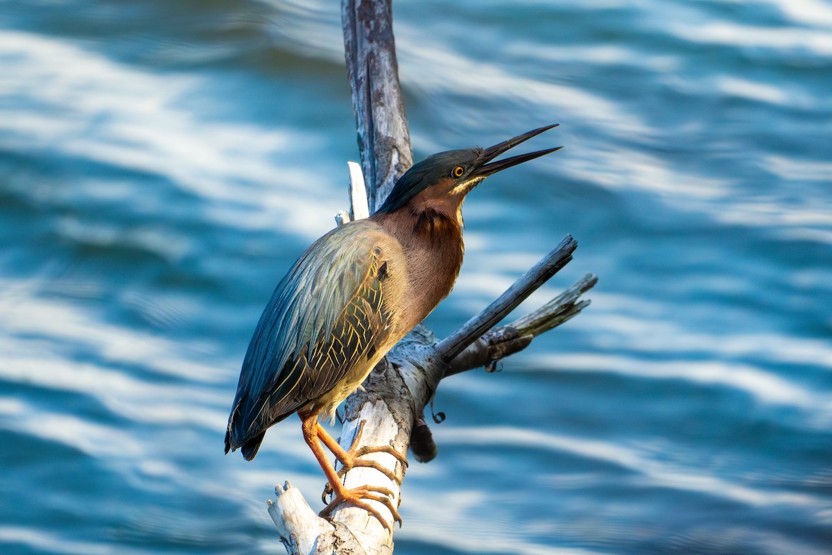 Green Heron - ML620563654