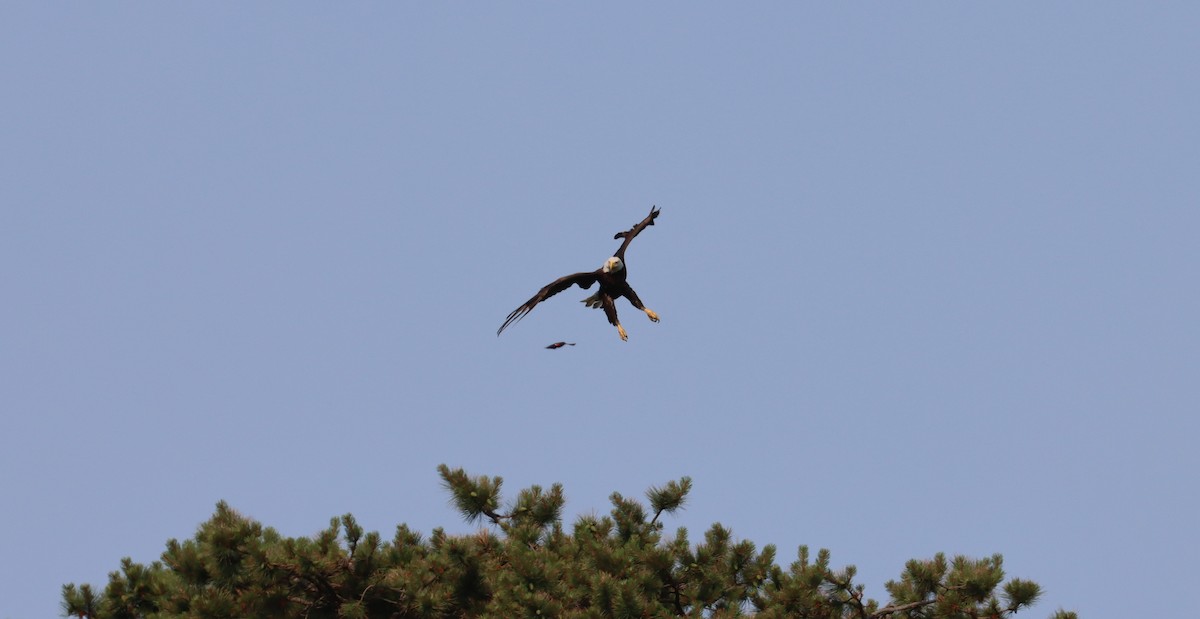 Bald Eagle - ML620563659