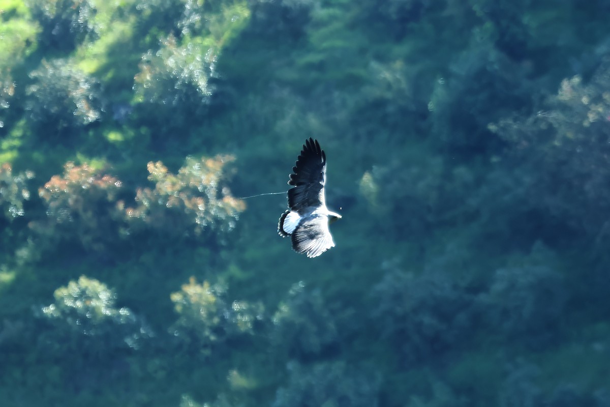 White-tailed Hawk - ML620563661