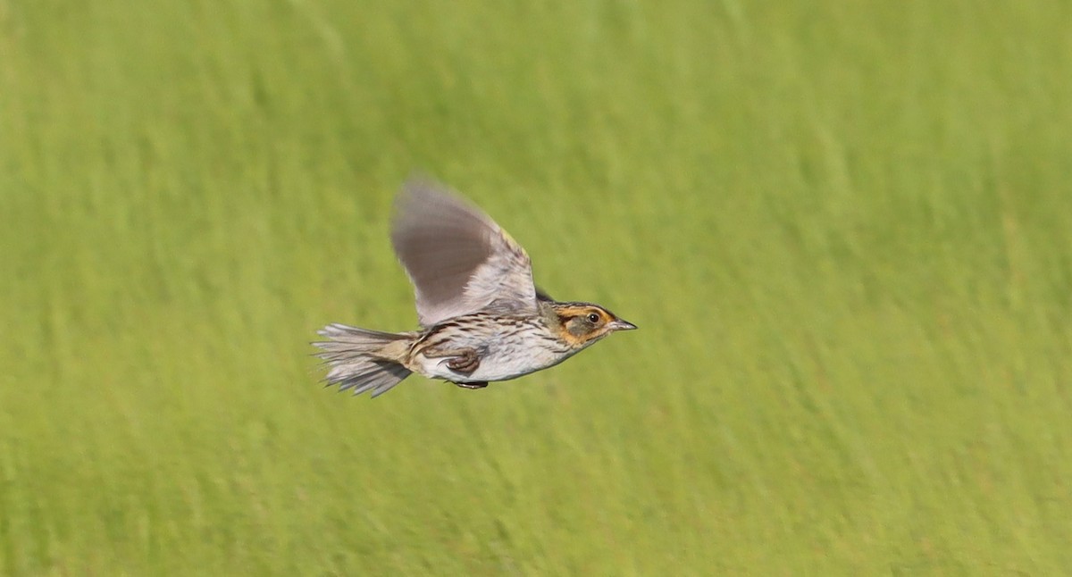 Saltmarsh Sparrow - ML620563664