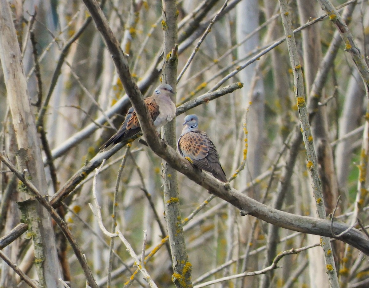 European Turtle-Dove - ML620563665