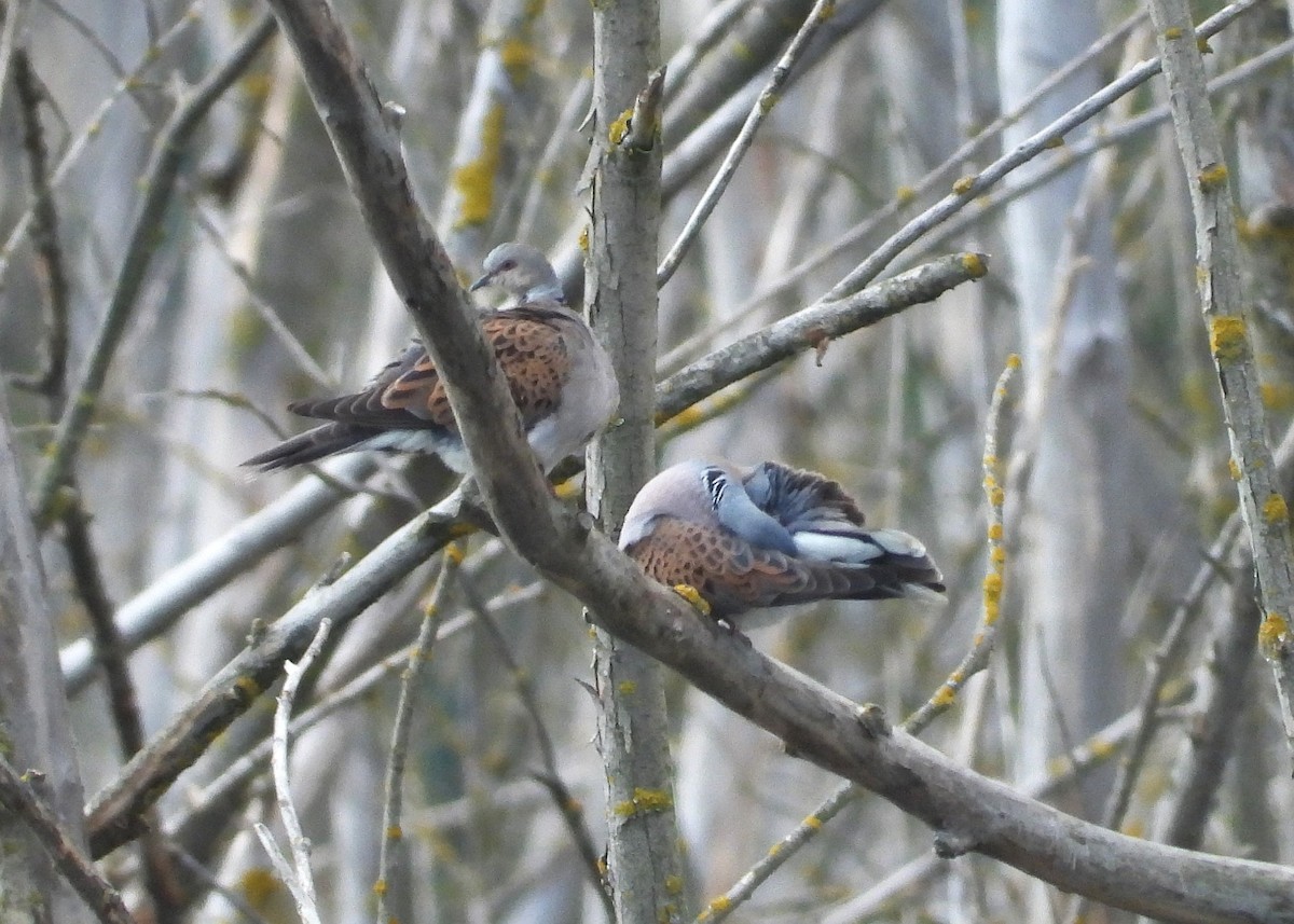 European Turtle-Dove - ML620563666