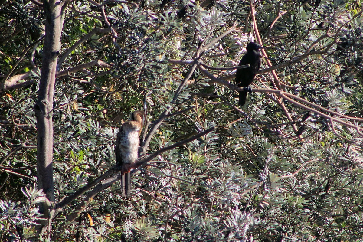 Anhinga d'Australie - ML620563668