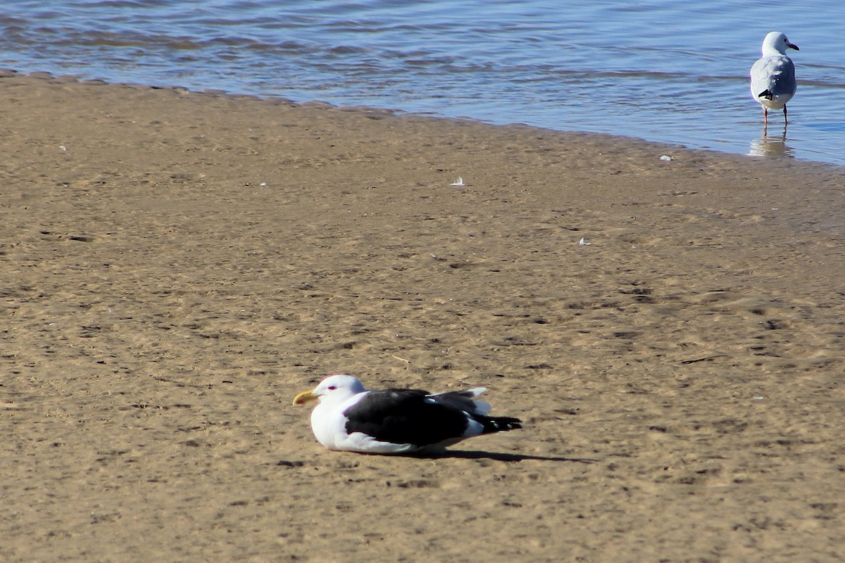 Kelp Gull - ML620563669