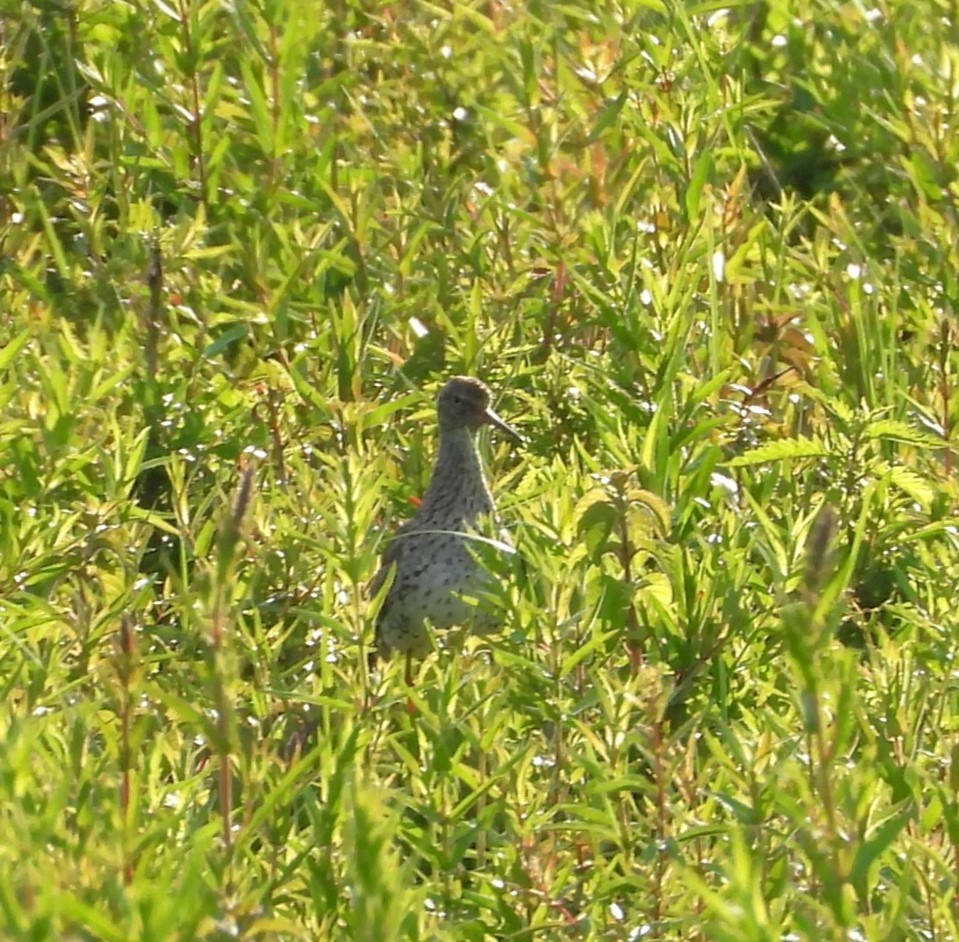 Common Redshank - ML620563671