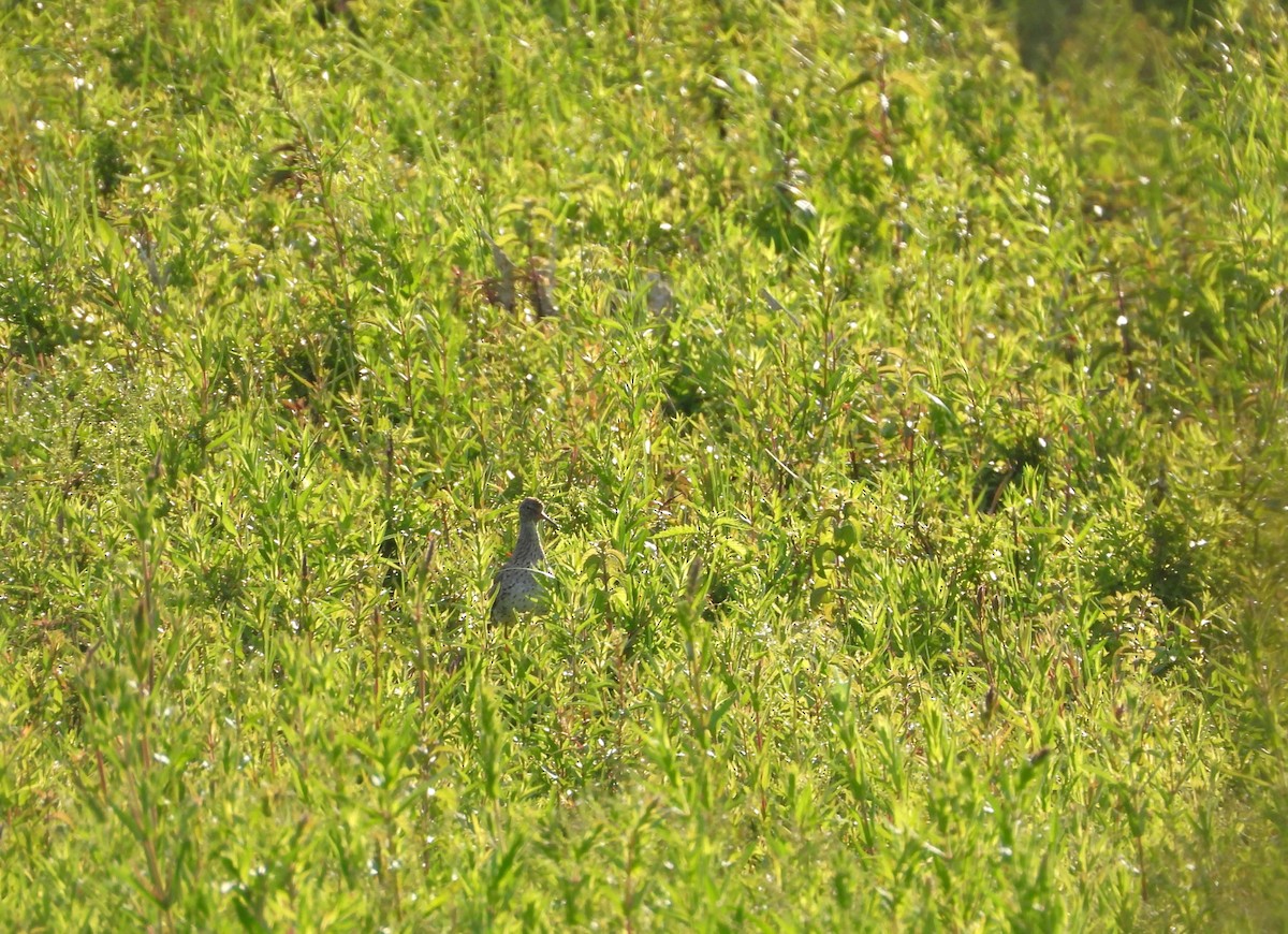 Common Redshank - ML620563672