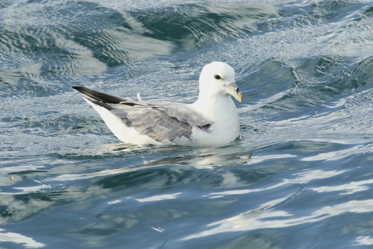 Fulmar boréal - ML620563673