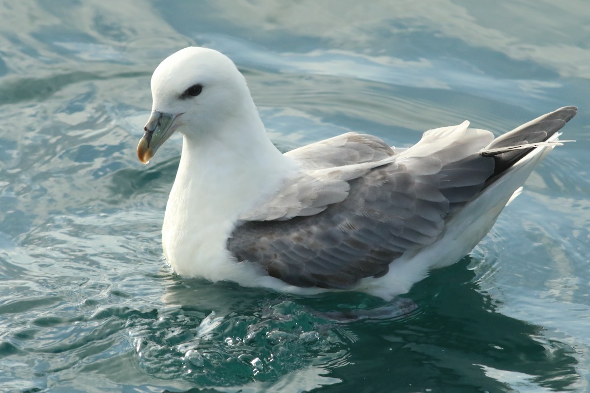 Fulmar boréal - ML620563674