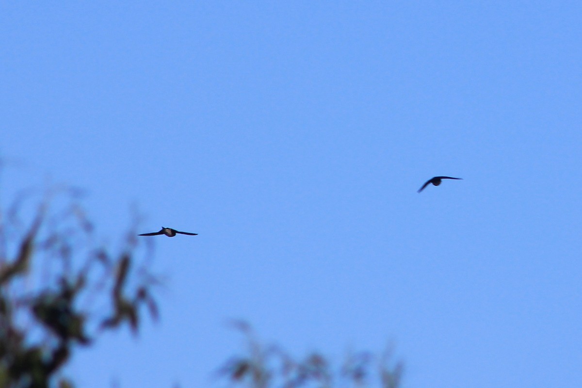 Golondrina Australiana - ML620563675