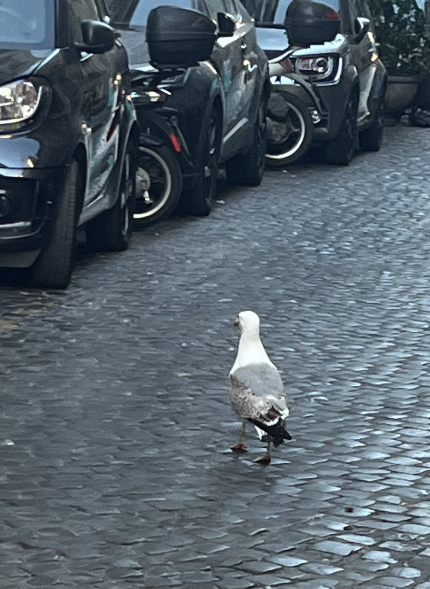 Yellow-legged Gull - ML620563676