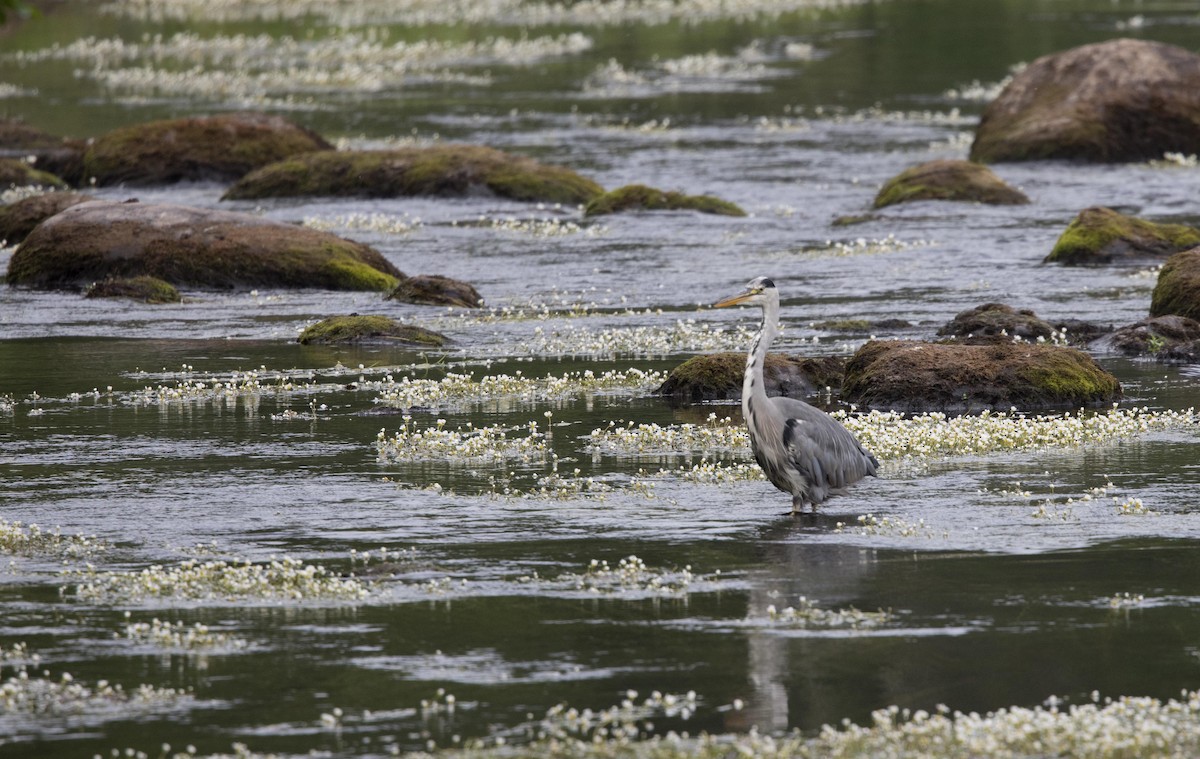 Gray Heron - ML620563677