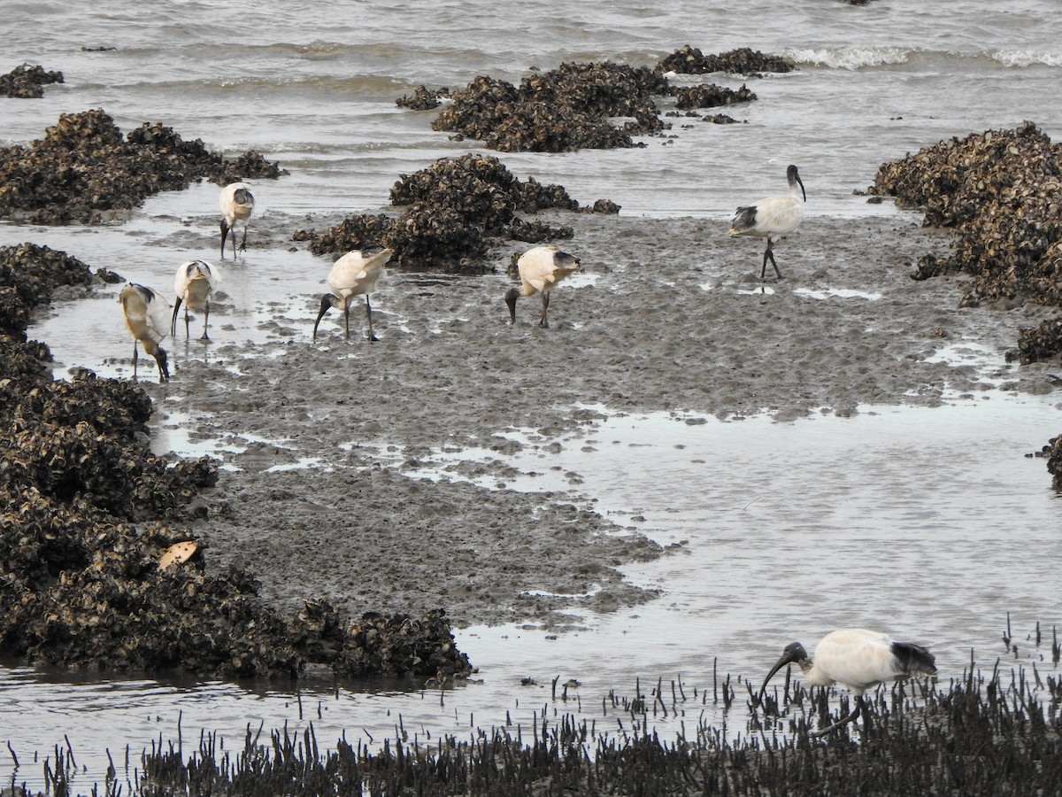 ibis australský - ML620563678