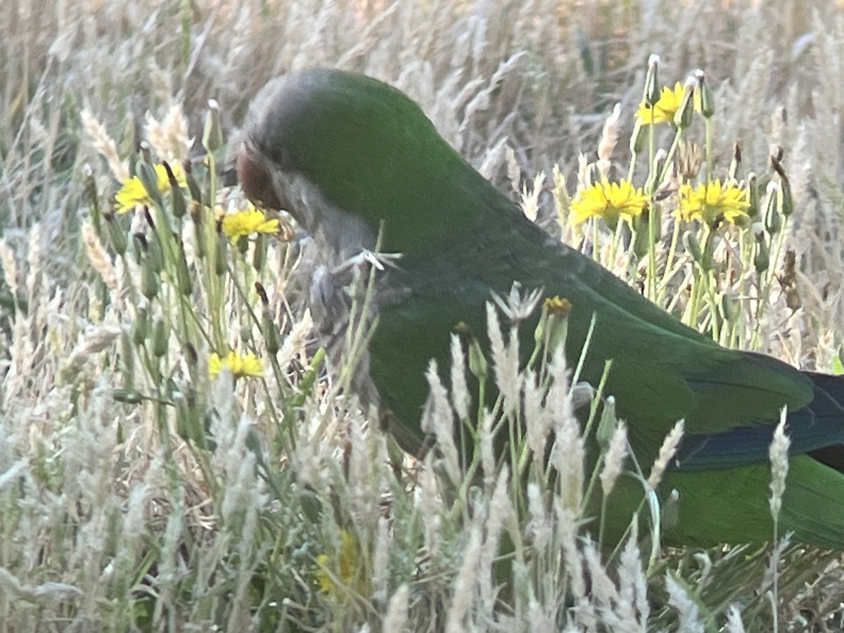 Monk Parakeet - ML620563681