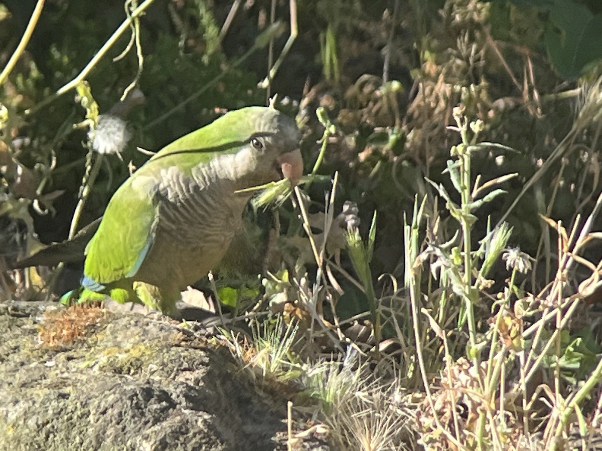 Monk Parakeet - ML620563683