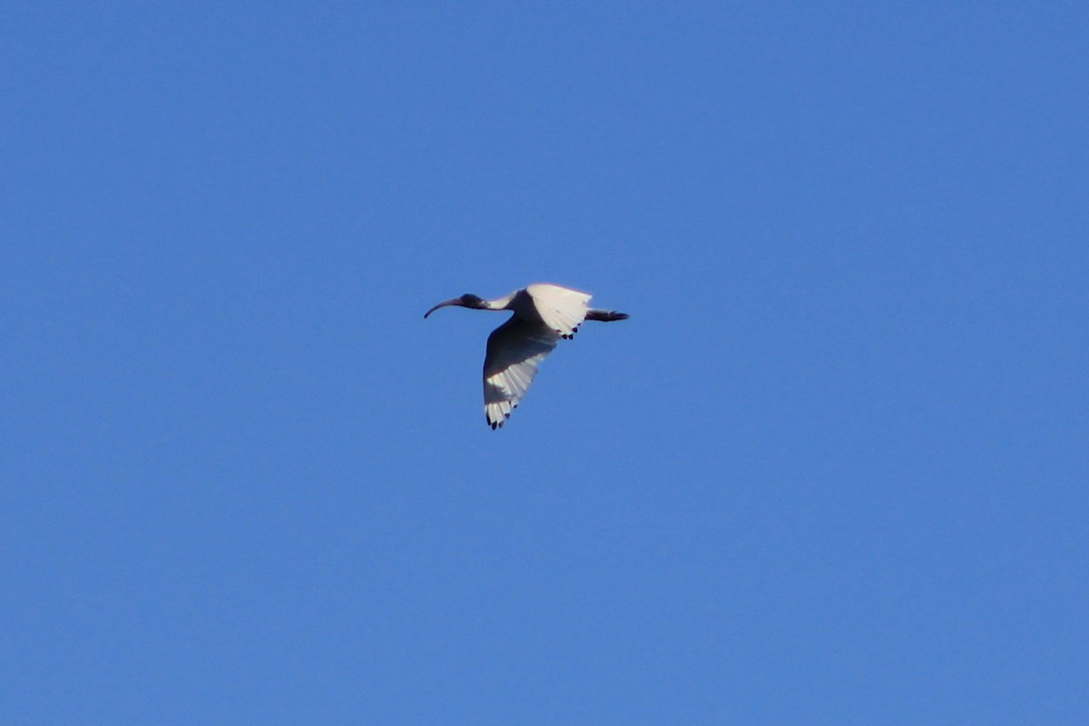 Australian Ibis - ML620563684