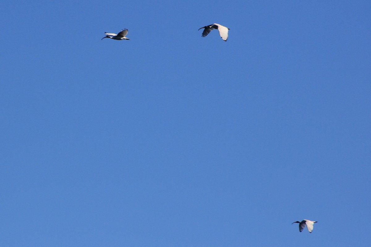 Australian Ibis - ML620563685