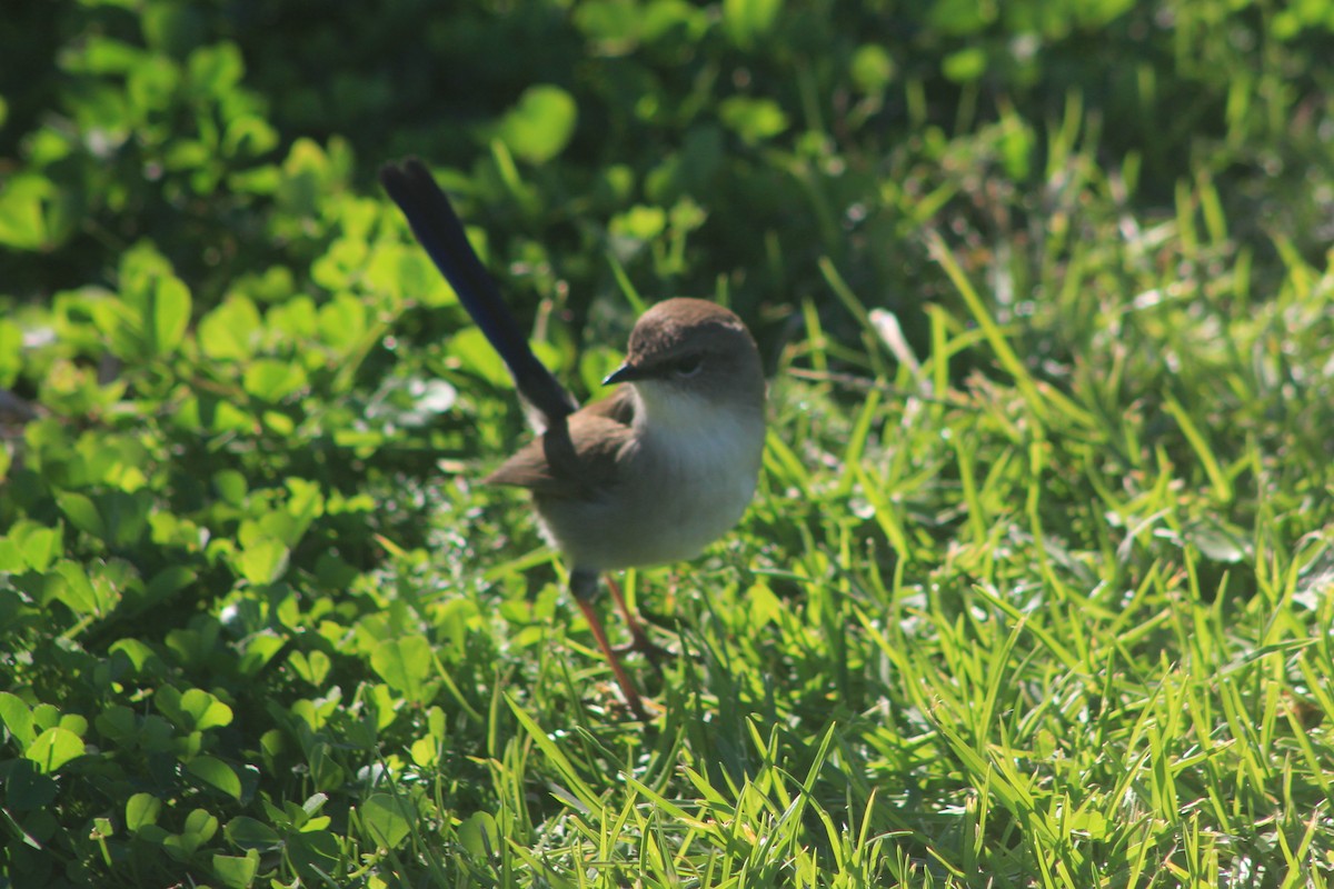 Superb Fairywren - ML620563687