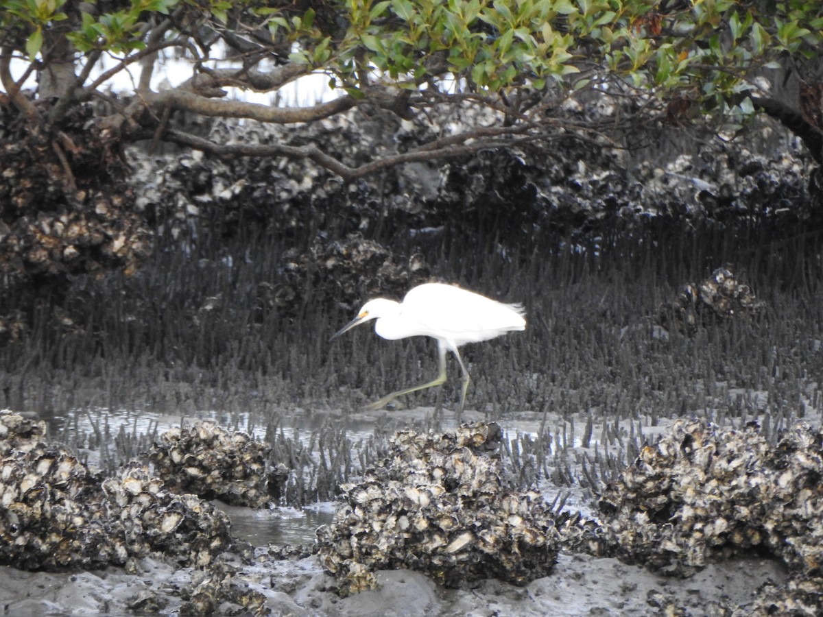 Little Egret - ML620563688