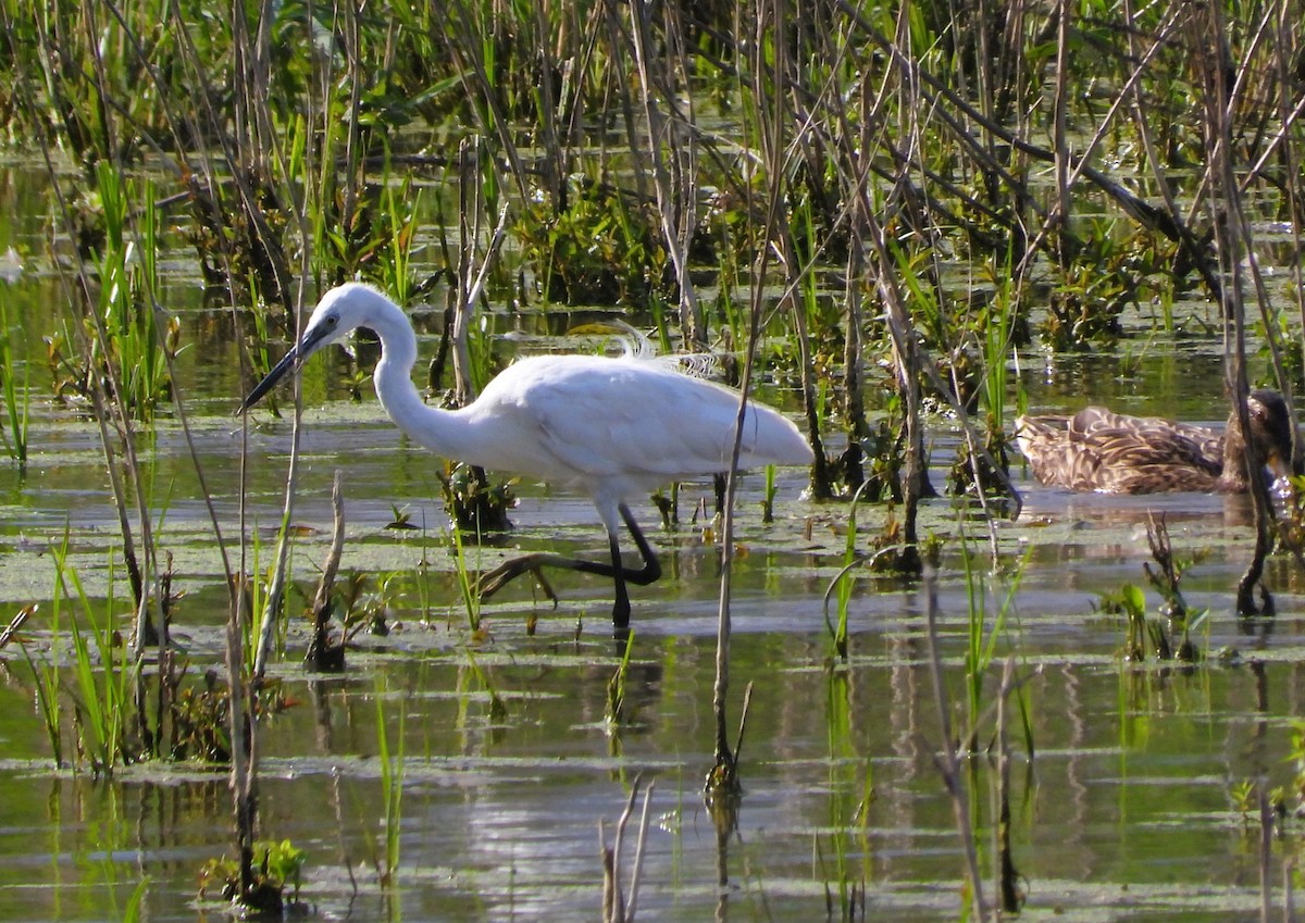 Little Egret - ML620563690