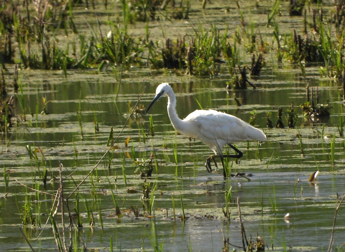 Little Egret - ML620563691