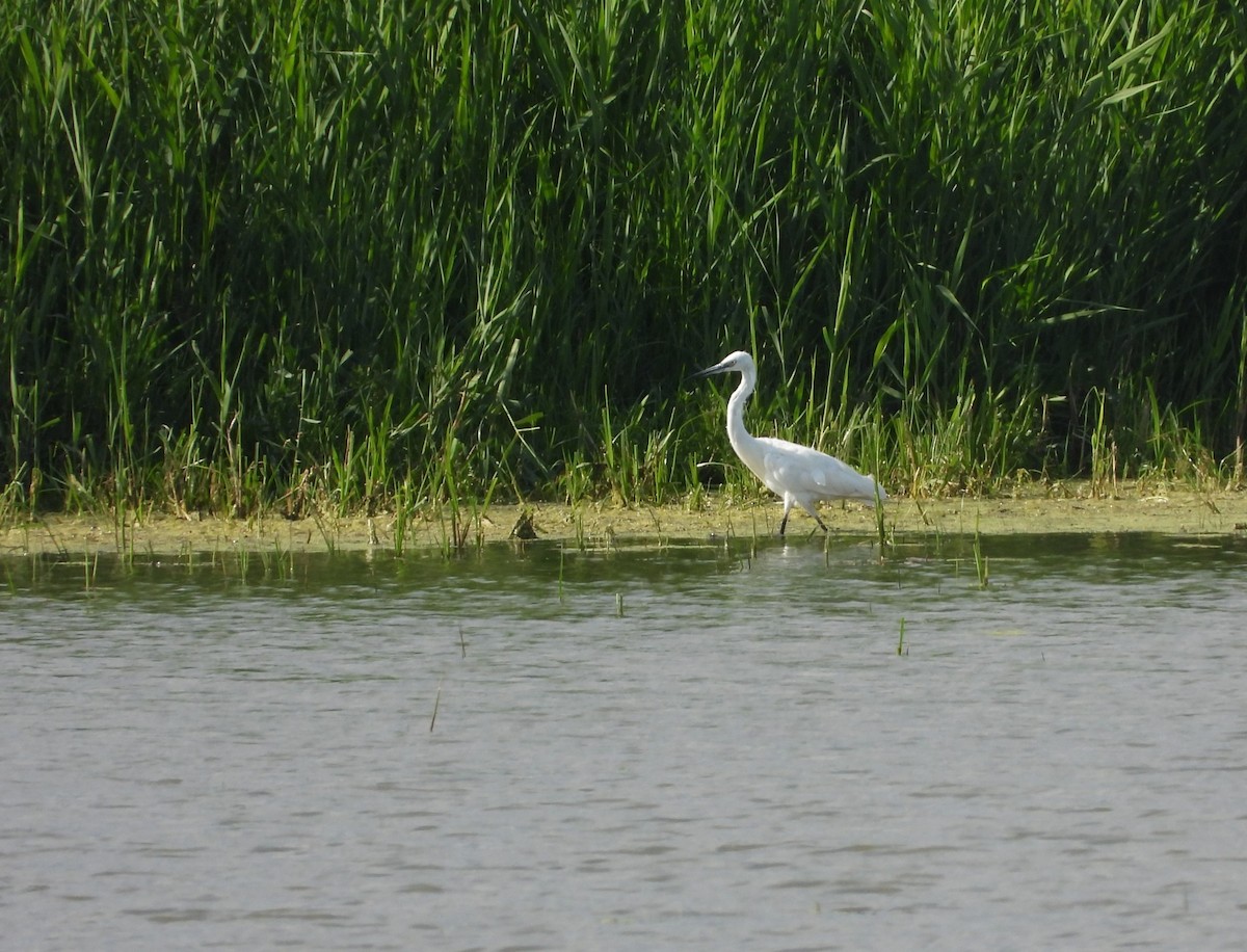 小白鷺 - ML620563693