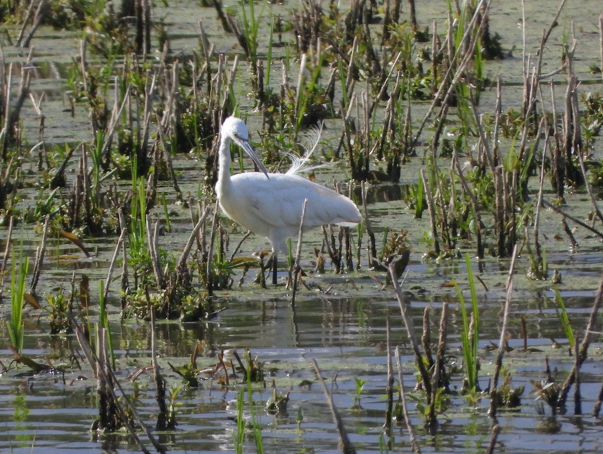 Little Egret - ML620563694