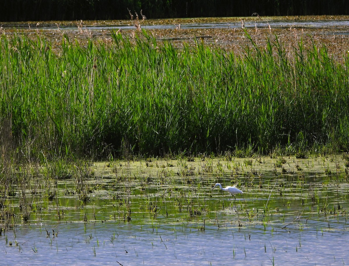 Little Egret - ML620563695