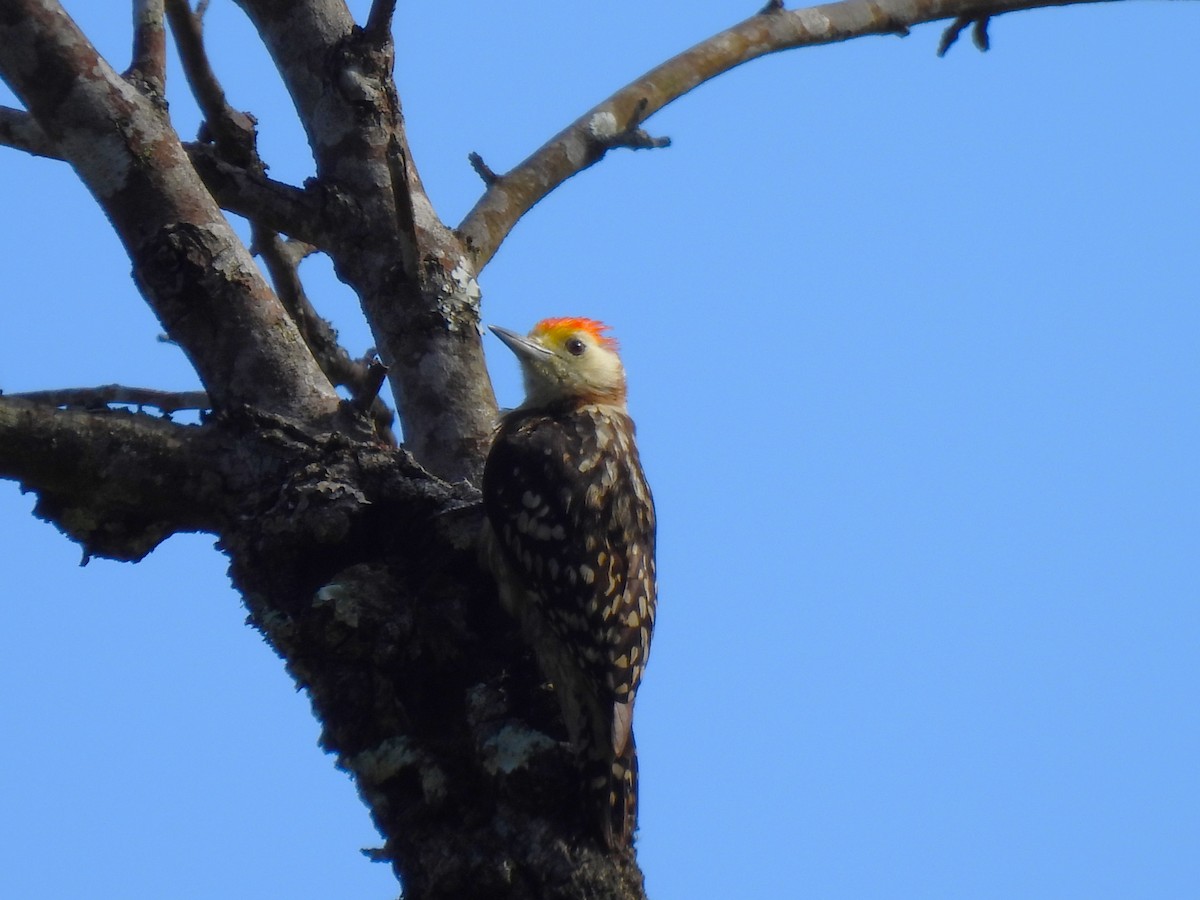 Yellow-crowned Woodpecker - ML620563696