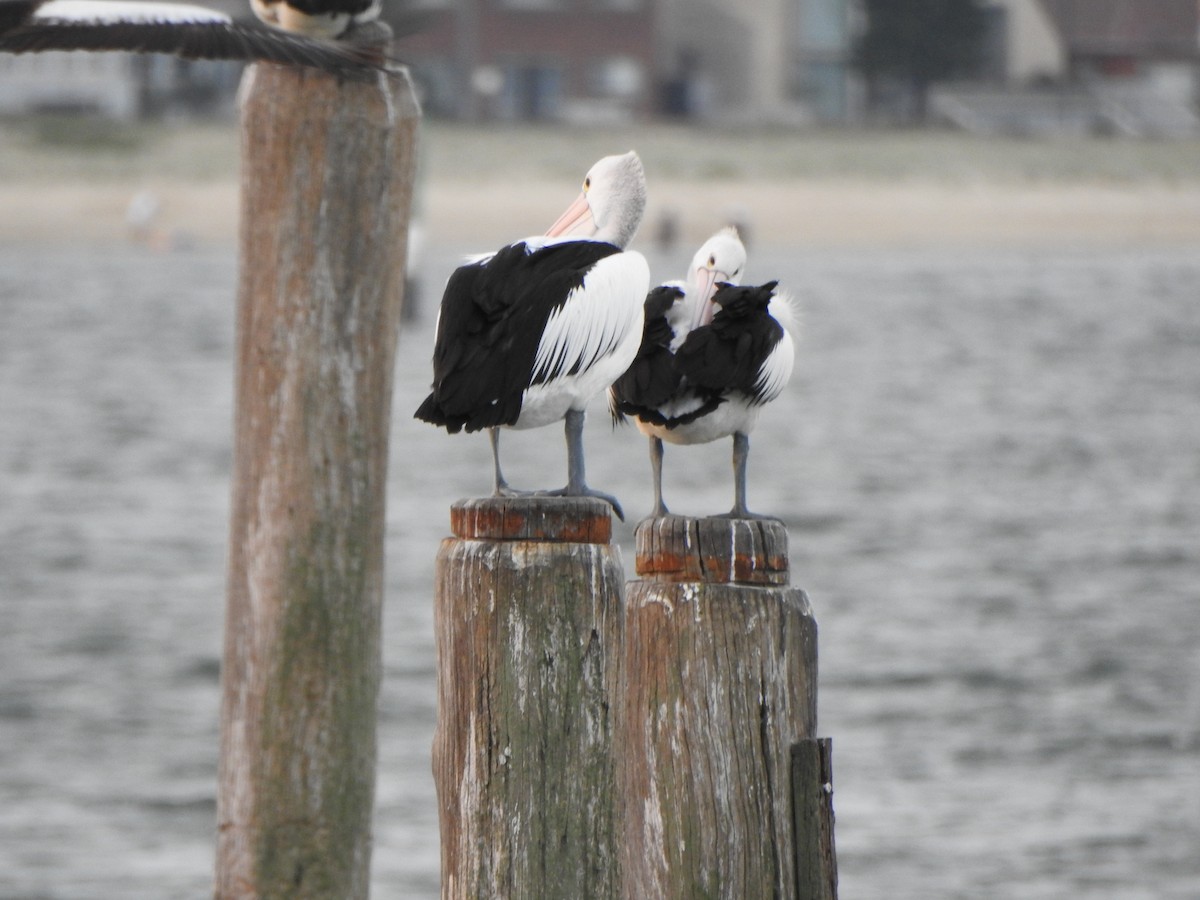 Australian Pelican - ML620563698