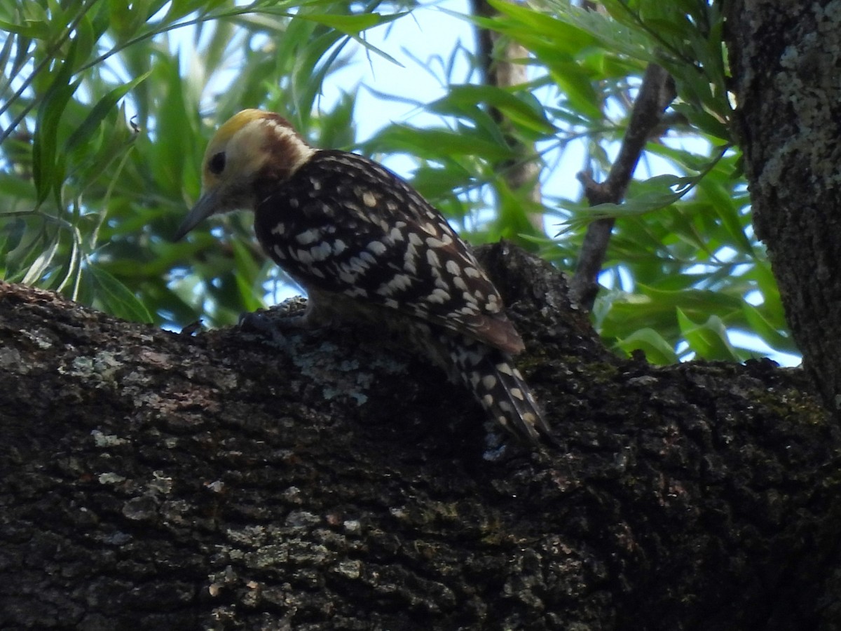 Yellow-crowned Woodpecker - ML620563699