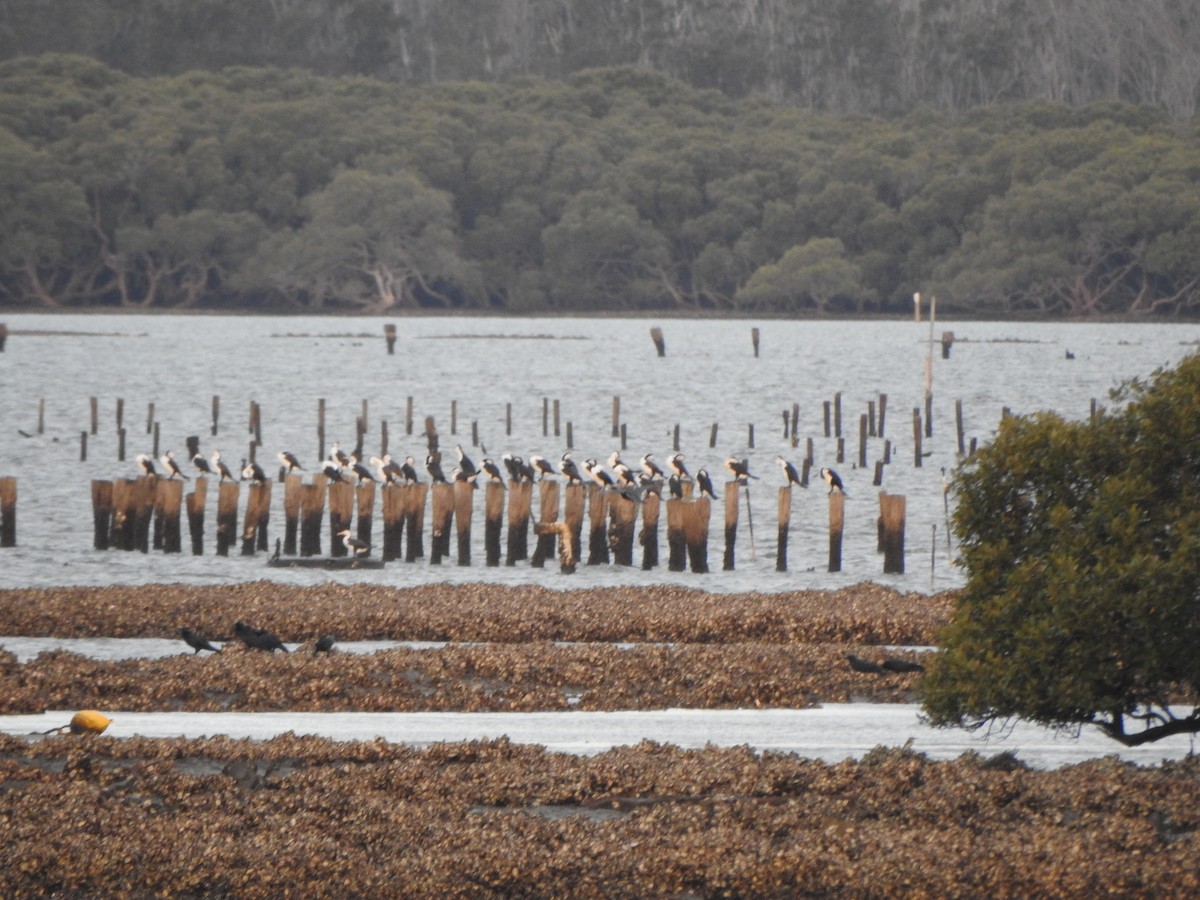 Pied Cormorant - ML620563700