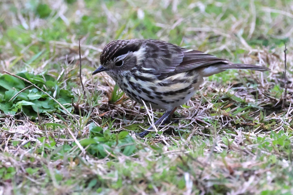 Speckled Warbler - ML620563701