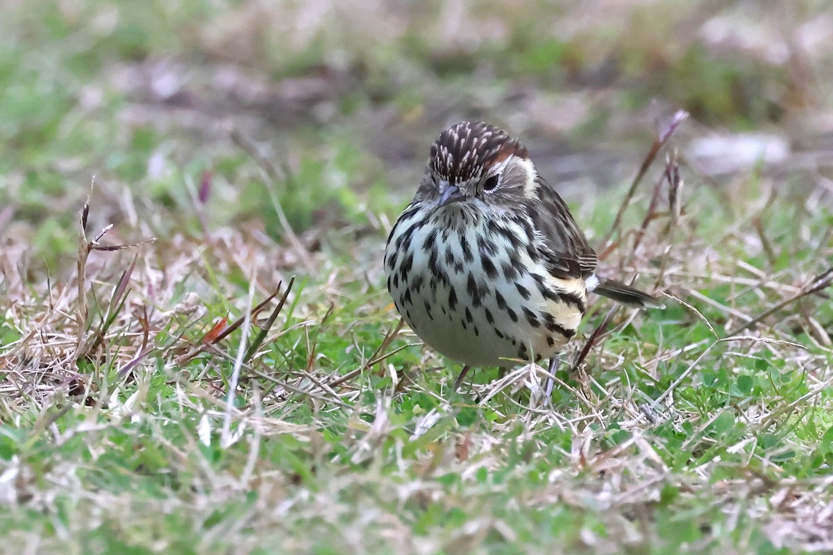 Speckled Warbler - ML620563702