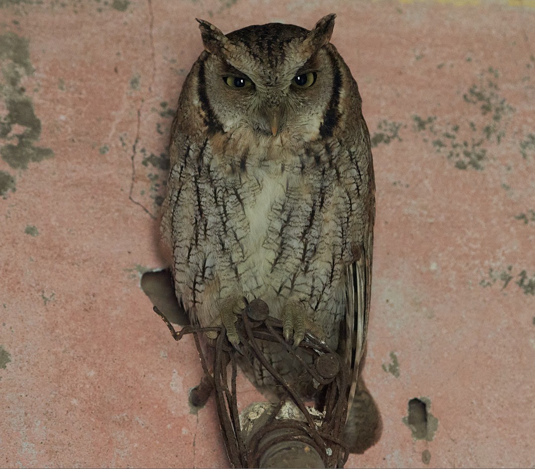 Tropical Screech-Owl - ML620563706