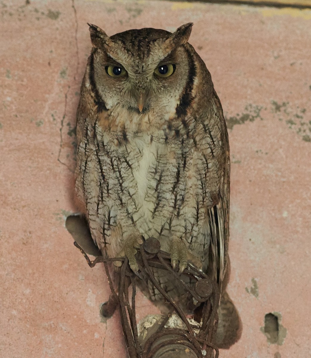 Tropical Screech-Owl - ML620563707