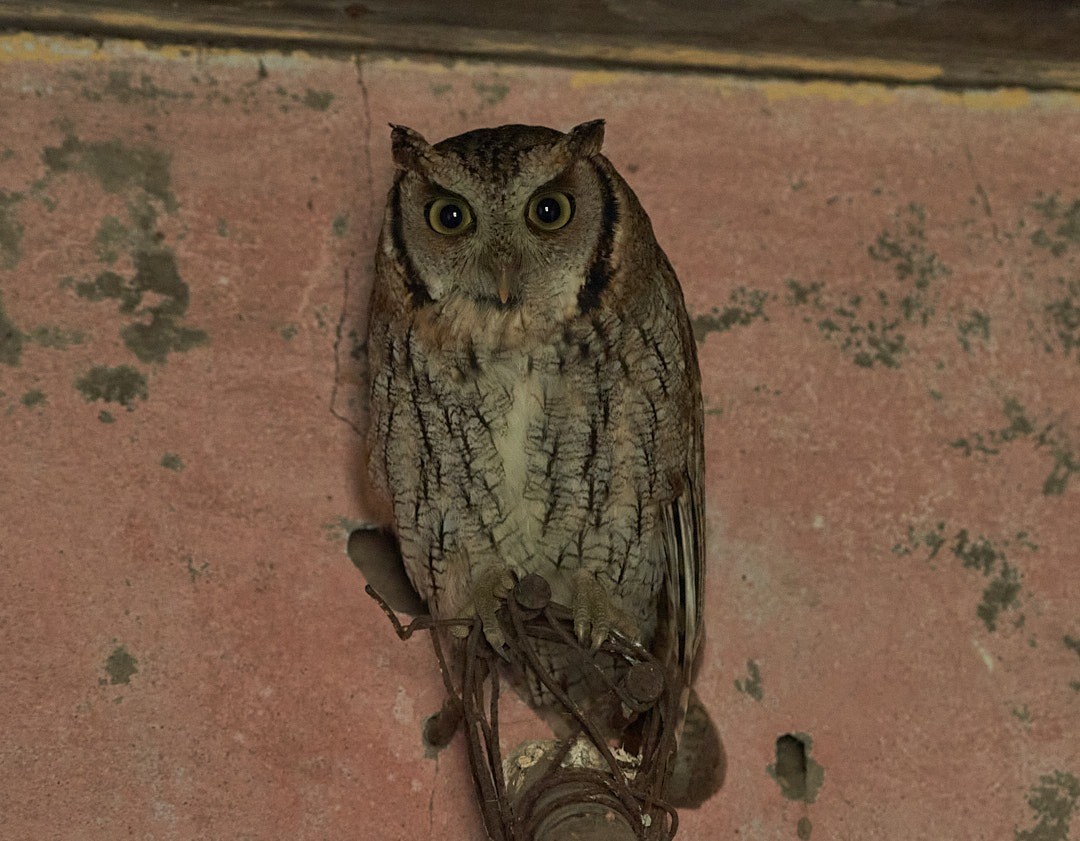 Tropical Screech-Owl - ML620563708