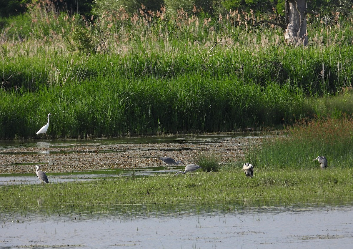 Gray Heron - Jiří Rohlena