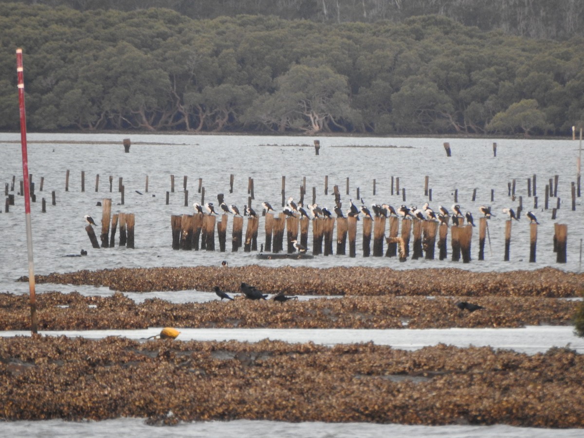 Pied Cormorant - ML620563711