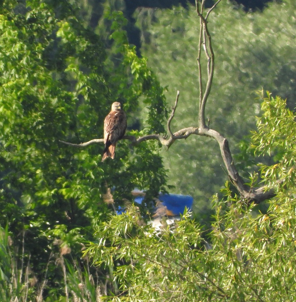 Red Kite - ML620563713