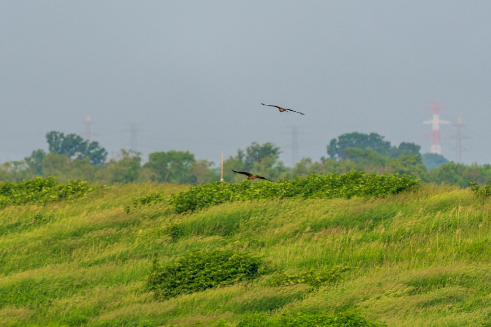 黑鳶 - ML620563714