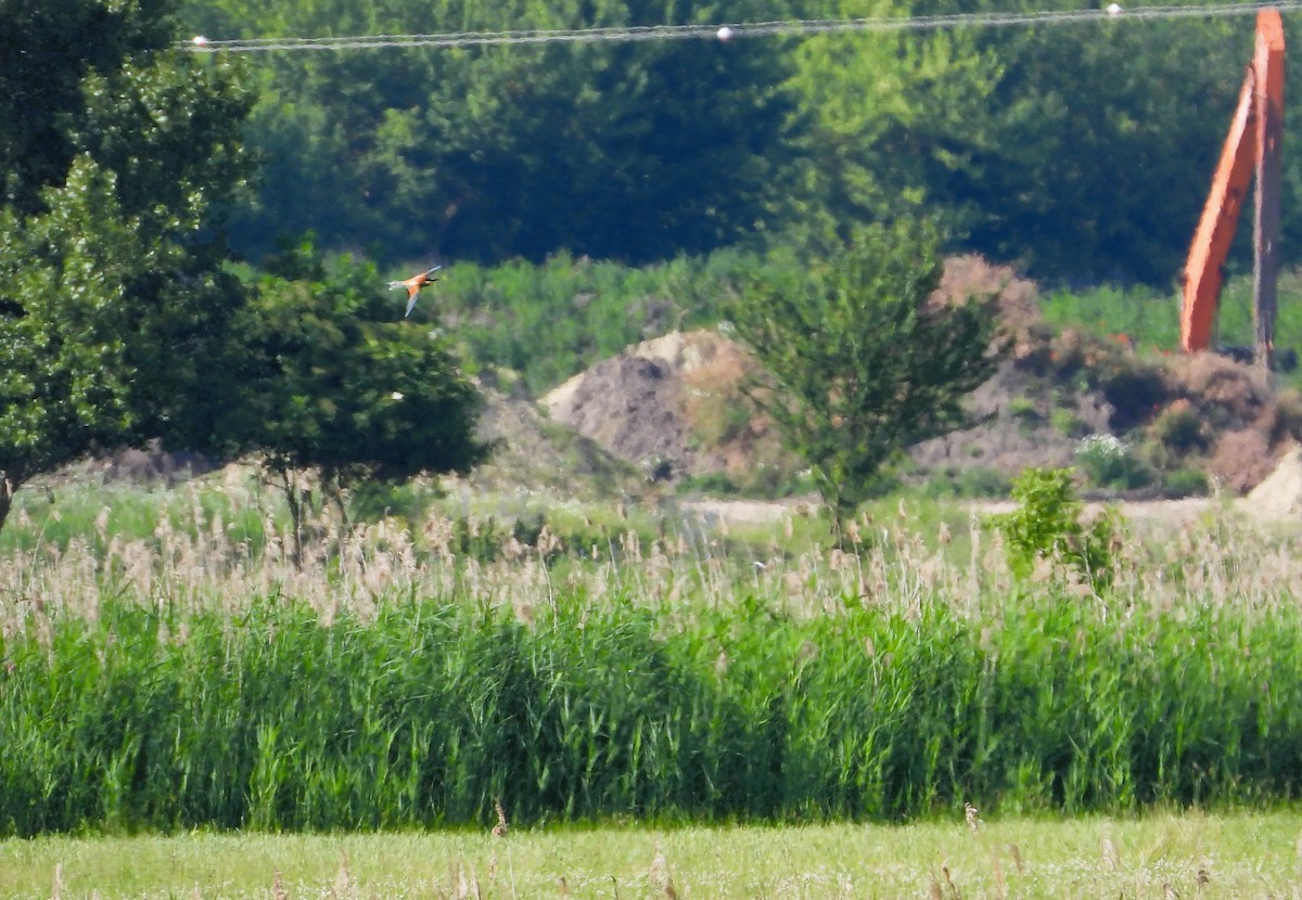 European Bee-eater - ML620563717