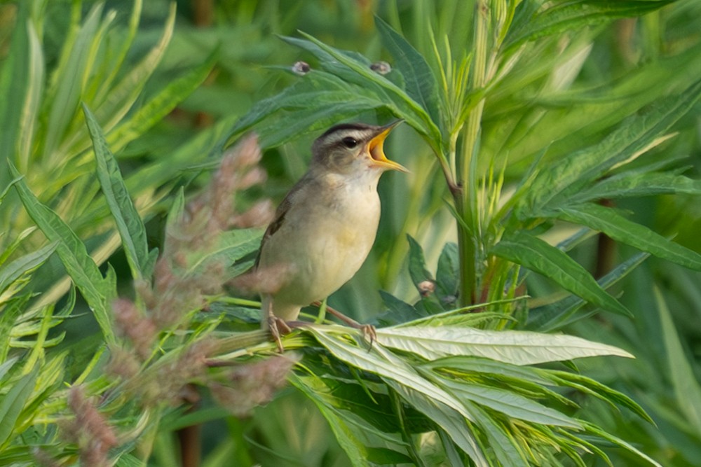 Black-browed Reed Warbler - ML620563718