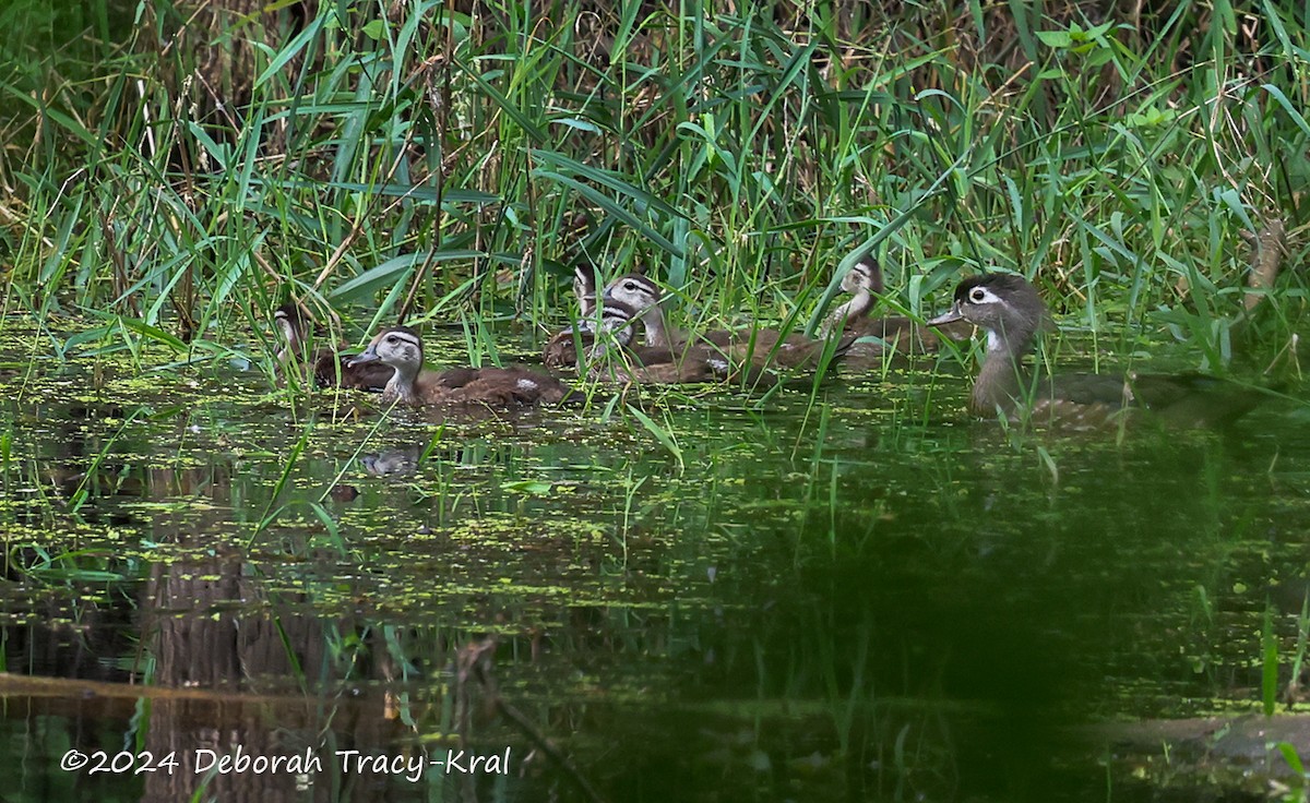 Wood Duck - ML620563719