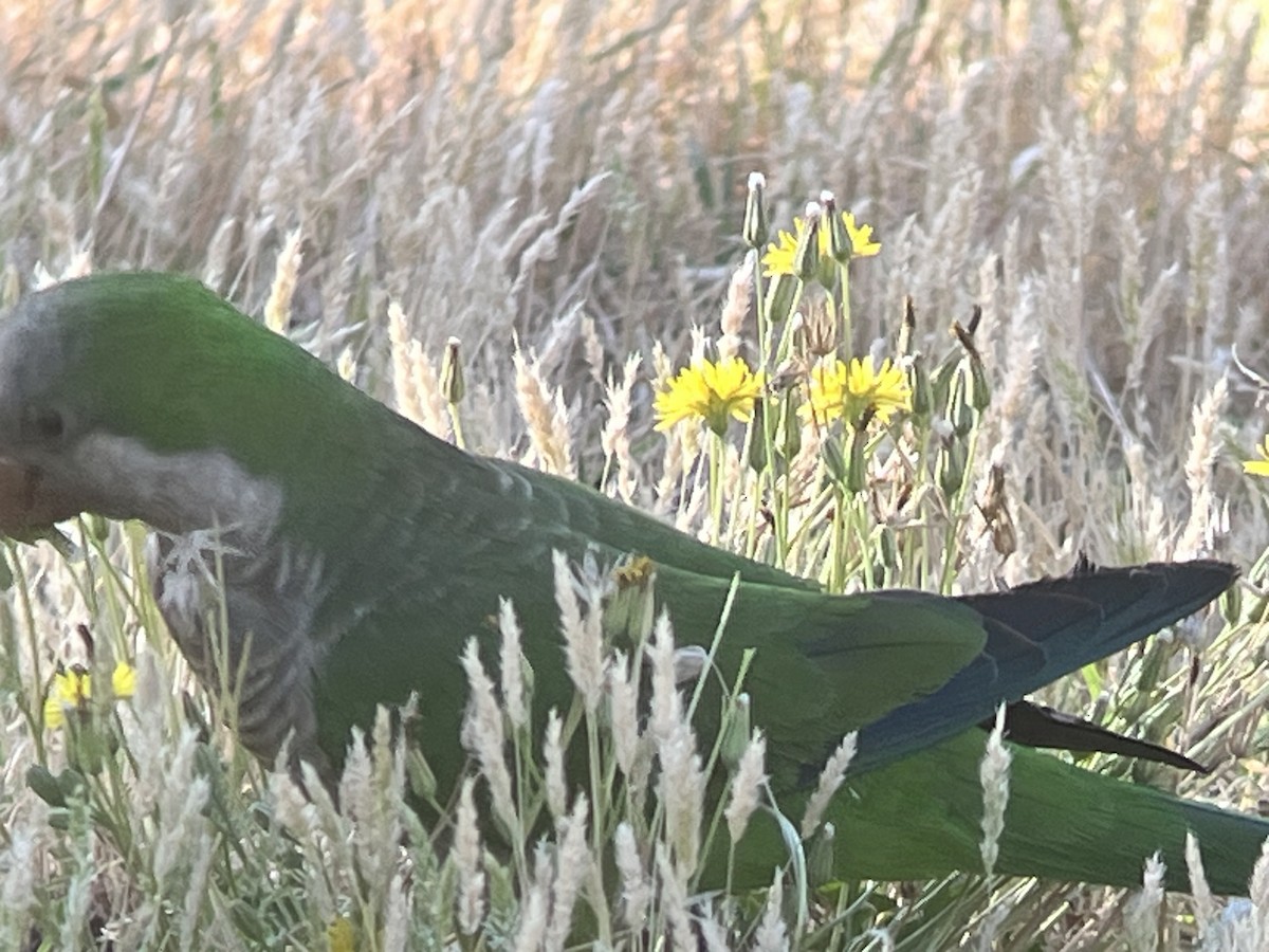 Monk Parakeet - ML620563720