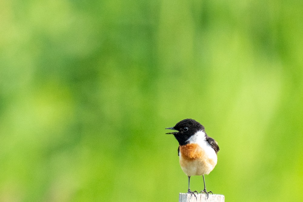 Amur Stonechat - ML620563721