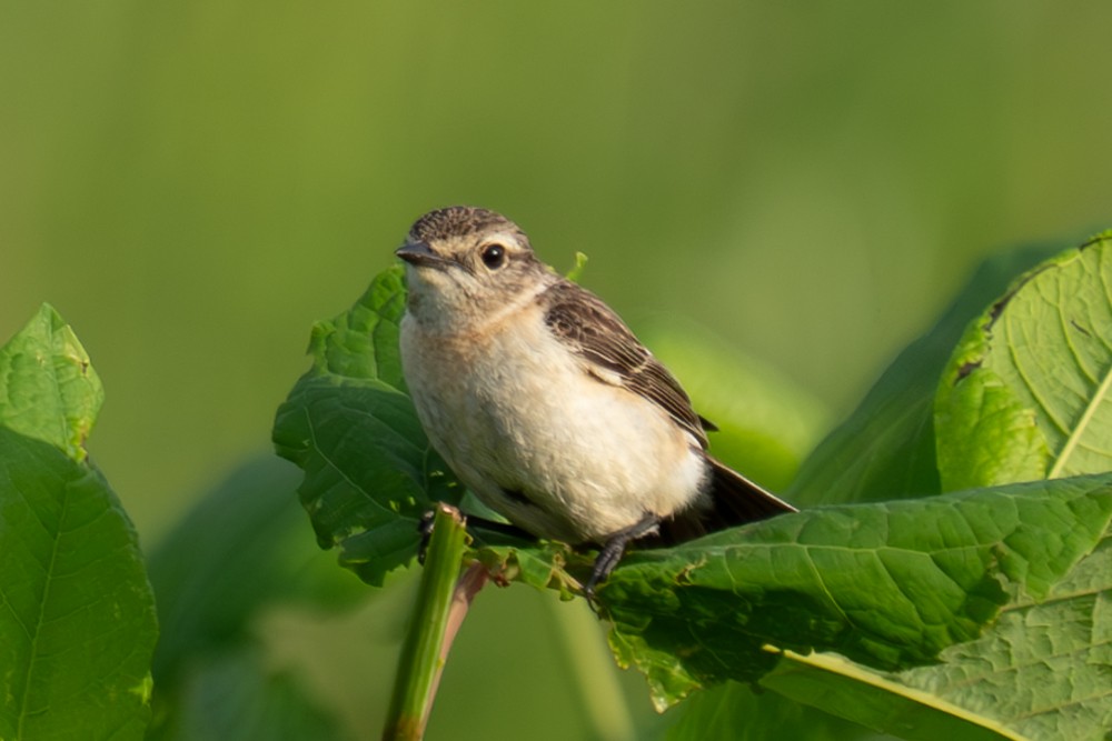 Amur Stonechat - ML620563722