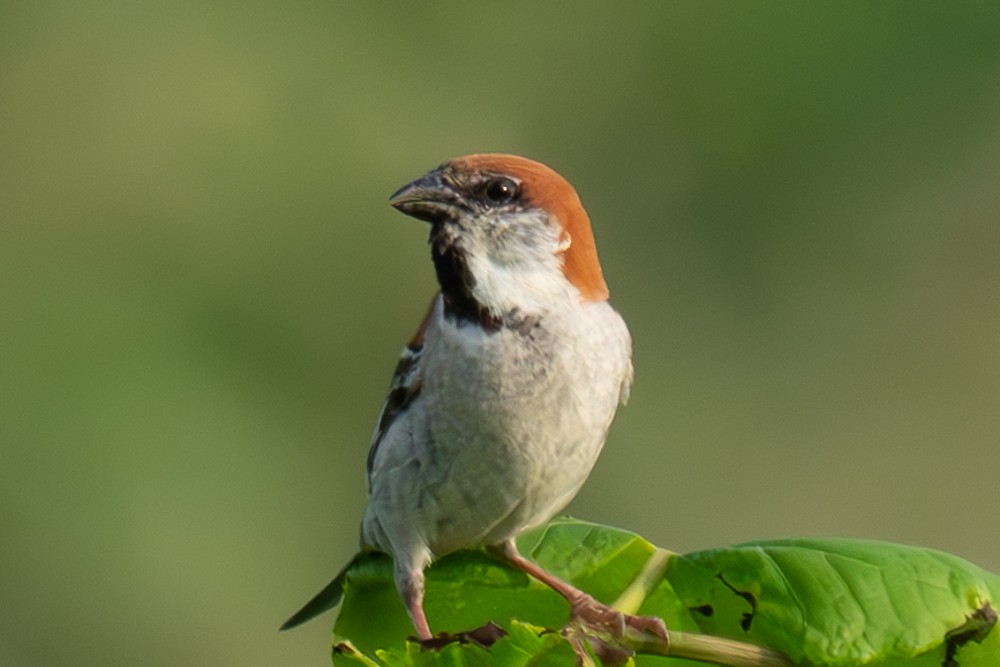 Russet Sparrow - ML620563724