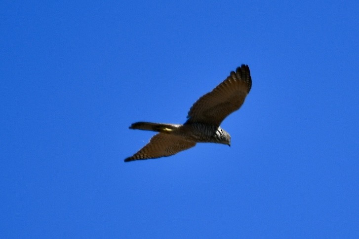 Brown Goshawk - ML620563725