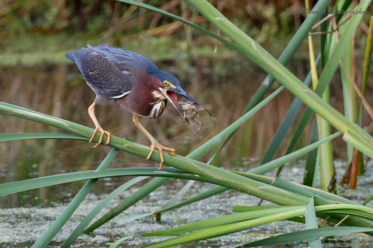 Green Heron - ML620563726