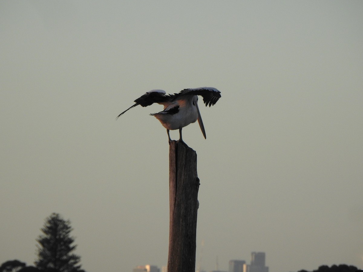 Australian Pelican - ML620563727